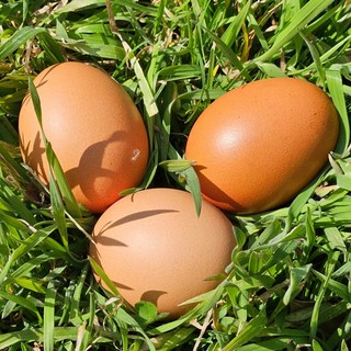 난각번호1번 자유방목 유정란 계란 특란, 1개, 40구