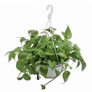 갑조네 스킨답서스 중품 실내공기정화 미세먼지제거 주방식물 행잉화분, 스킨답서스(중품) 개별배송, 1개