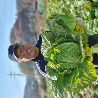 팔도명인 충북 괴산 절임배추 (8~12포기), 11/25(화) 도착, 1박스, 20kg