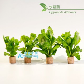 AC草影 水羅蘭（水上葉）新手水草 耐熱 不用CO2 水草造景 水生植物 真水草 水羅蘭佗草, 1個, 水羅蘭陶瓷環（水上葉）一顆