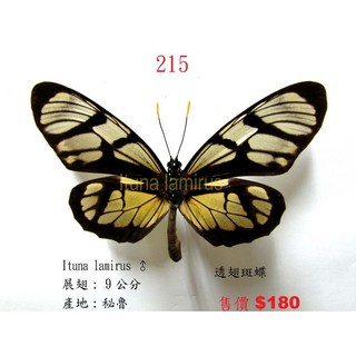 蟲新發現 蝴蝶標本A1 透翅斑蝶 展翅9CM 秘魯產 精美收藏, 1個, 已展翅成品