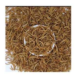 乾燥蟲類混合飼料：麵包蟲乾、大麥蟲乾、蠅蛆、南極蝦乾、黑水虻，適用於烏龜、澤龜、刺蝟, 1個, 乾燥麵包蟲100克