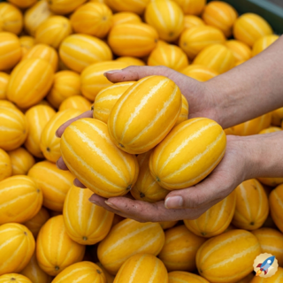 하루 20박스한정 당도선별 성주 산지직송 초특가 참외, 1개, 5kg