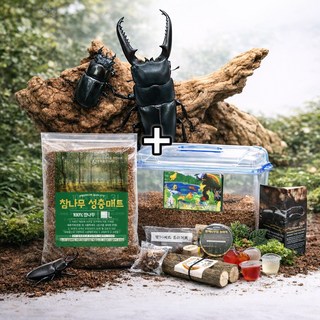 넓적사슴벌레 대형급 성충 한쌍 키우기 사육세트, 1개