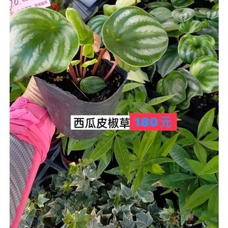 霏霏園藝 西瓜皮椒草3吋盆栽 室內外陽台客廳皆適宜 易於照顧 特價優惠中