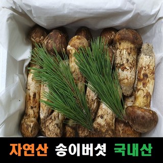 송이버섯 자연산 국내산, 등외품, 등외품 500g, 1개, 국내산 송이버섯