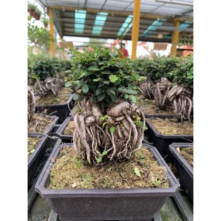 榆樹 小葉翠綠盆栽，清新綠植，居家裝飾，淨化空氣，療癒盆栽