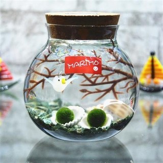 海藻球水培植物微景觀生態瓶苔蘚盆栽玻璃瓶 (包郵), 愛情鳥帶燈（綠石2歲2顆）, 1個