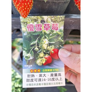 霏霏園藝優雪草莓苗 專利品種 新鮮到貨 陽台盆栽首選
