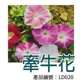 【醬米資材】DIY種子栽種 牽牛花組合 居家園藝盆栽 體驗種植樂趣, 1個, Multi-color