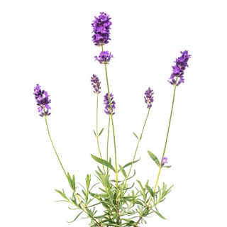 갑조네 잉글리쉬 라벤더 노지월동식물, 1개