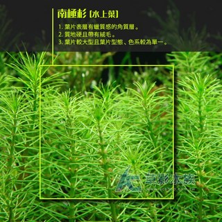 【AC草影】南極杉（水上葉）十株 水生植物 陽性草 不用二氧化碳 新手水草 中景草 後景草 真水草, 1個