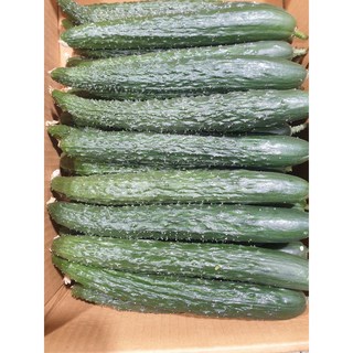 못난이 가시오이 청오이 오이, 1개, 10kg