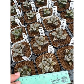 MC多肉園 嚴選百合科多肉植物 多款可選 療癒盆栽