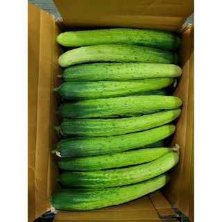 헬퍼마트 국내산 못난이 백오이, 5개, 700g내외