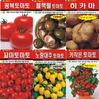 그린가든 AR5 아람 토마토 씨앗 (일반토마토 방울토마토 화분방울토마토 외), 양상추 1000립