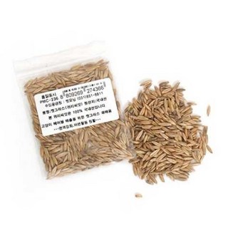 반려묘 노화방지용 귀리키우기 씨앗 캣그라스화분 잎, 1개