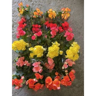 霏霏園藝海棠5寸盆栽 特價160元 花色鮮豔 易於種植 美化家居環境, 1個