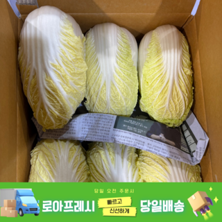 [로아프레시] 당일경매 당일발송 신선한 국내산 알배기 쌈배추, 6개, 500g
