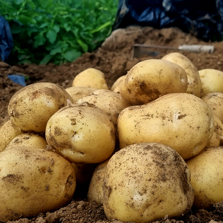 [싱싱냠냠] 국내산 수미감자 햇감자, 1박스, 5kg(중소)