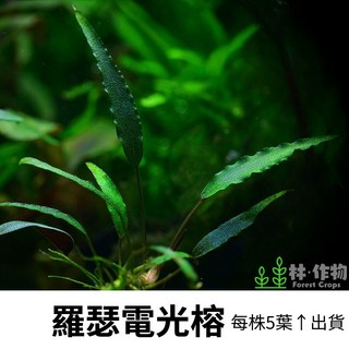 林作物 Forest Crops 羅瑟電光榕 水草 稀有水中葉 前景陰性草 新手級, 1個