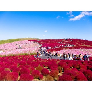 我想發芽 紅葉地膚種子 四季盆栽花卉 觀葉植物 易種花草 陽台盆栽, 1個, 紅葉地膚100粒