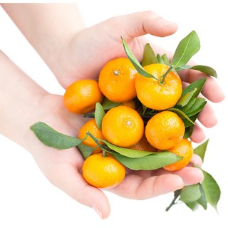 [맛없음반품] 타이벡 or 하우스 귤 고급재배 맛있는 제철 감귤 산지직송! 품질보장!, 감귤 로얄과(S~M) 10kg, 1박스