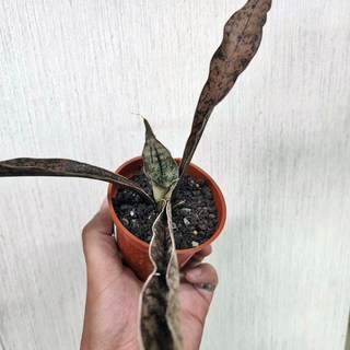 P老闆園藝 銅葉虎尾蘭 虎尾蘭 多肉植物 仙人掌 3吋盆, 1個