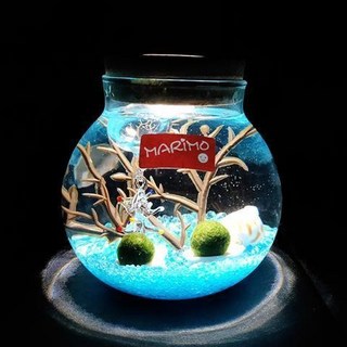 海藻球水培植物微景觀生態瓶苔蘚盆栽玻璃瓶 (包郵), 圣誕樹帶燈（海藍2歲2顆）, 1個