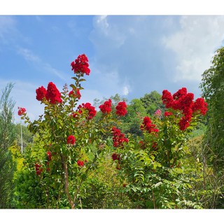 꽃담은나무 배롱나무 개화주 묘목 여름꽃 백일홍 조경수 꽃나무 노지월동, 옵션 4. 호홍 H1.0x3~4지 개화주, 1개