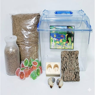 장수풍뎅이 사슴벌레 사육세트, 선택7, 1세트, 7. 장수풍뎅이 유충 중형 세트