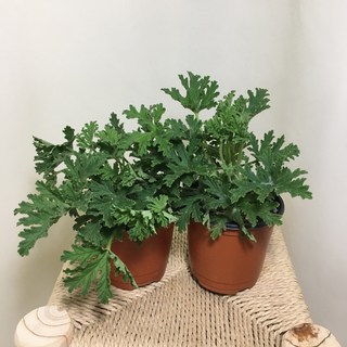 [해피그린 화원] [2개묶음] 구문초 구몬초 소형 로즈제라늄 제라늄 구문초꽃 모기퇴치식물 반려식물 공기정화식물 식물 086 화원 농원, 2개