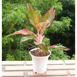 花樣渼栽盆栽生活館 極光粗肋草 (4寸) (室內清淨空氣盆栽) 室內植物 觀葉植物, 1個