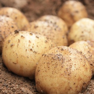 [당일출고]세모농 26년 햇 감자 포슬포슬 맛있는 감자, 1개, 햇감자 5kg 대(찜용)