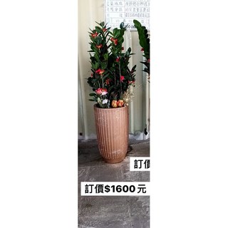 霏霏園藝 招財進寶 過年送禮盆栽, 1個, 發財樹1600元樹含盆高80-100高