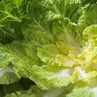 [타임세일] 산지직송 당일수확 봄동 배추, 1개, 1kg