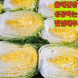 노랗고꽉찬 절임배추 괴산배추직송 꼼꼼히 절인배추, 2월 13일 수령, 1박스, 20kg