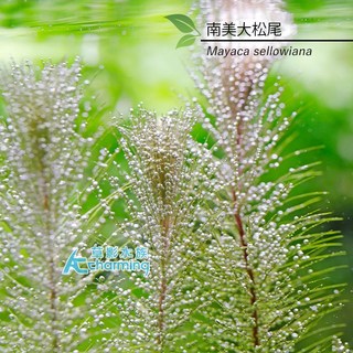 AC草影 南美大松尾 水草造景 水生植物, 1個