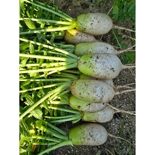 단단한 천수무 동치미용 다발무, 1개, 10kg