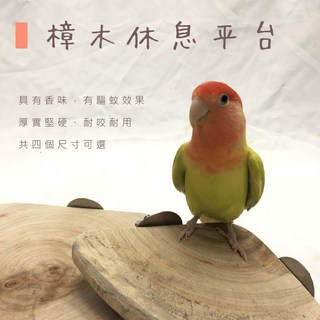 金瑞成鳥園 樟木休息平台，台灣製造，四種尺寸，適用於各種鳥類，提供休息、睡覺、攀爬空間, 小款式