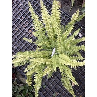 霏霏園藝班葉腎蕨6吋盆栽 室內綠植盆栽 淨化空氣 美化空間 懶人植物推薦, 1個