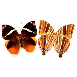 蝴蝶標本 環紋蝶類 未展翅乾貨 昆蟲標本 自然藝術收藏 研究教學展示, Thauria aliris 圖左