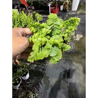 霏霏園藝雲片蕨3吋盆栽，特價150元，清新綠意點綴居家空間，新手推薦, 1個