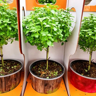 에덴플랜트 바질트리 외목대 대품 식용허브 반려식물 바질나무 민트 향기나는식물 먹는바질, 1개