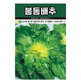 월동봄동배추 씨앗 5000립 노지 월동 엇갈이 배추씨, 1개