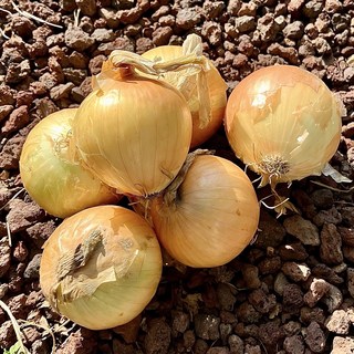[종우네] 25년 단단한 무안 햇 양파, 1박스, 3kg (중)