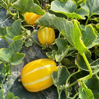 산지직송 성주참외 중소과 가정용 달콤아삭 제철과일, 1박스, (중소과)5kg