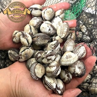 [실패없는 정품 새꼬막] 국내산 벌교 새꼬막 유네스코 세계자연유산으로 등재된 벌교 생물, 1박스, 정품 로얄 새꼬막 1kg 중