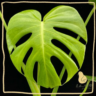 龜背芋/龜背竹 網紅植物 新手適合 熱帶葉洞霸主 空氣淨化 室內陽台造景觀葉 綠意質感植栽, 1個