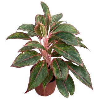 萬花叢 觀葉植物【極光粗勒草】5/6吋盆栽，室內盆栽植物，美化環境、淨化空氣, 極光粗勒草(綠), 1個